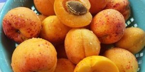 مربى المشمش